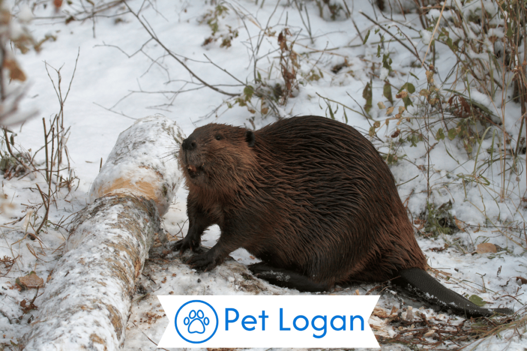 250+ Cool And Catchy Beaver Names With Name Generator 2 Unique Beaver Names