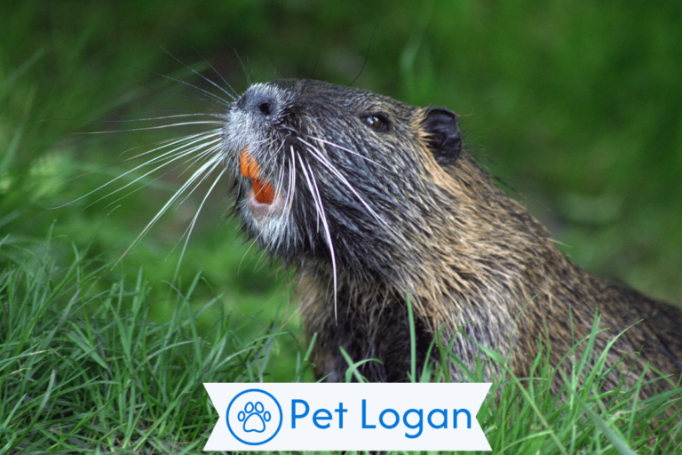 beaver