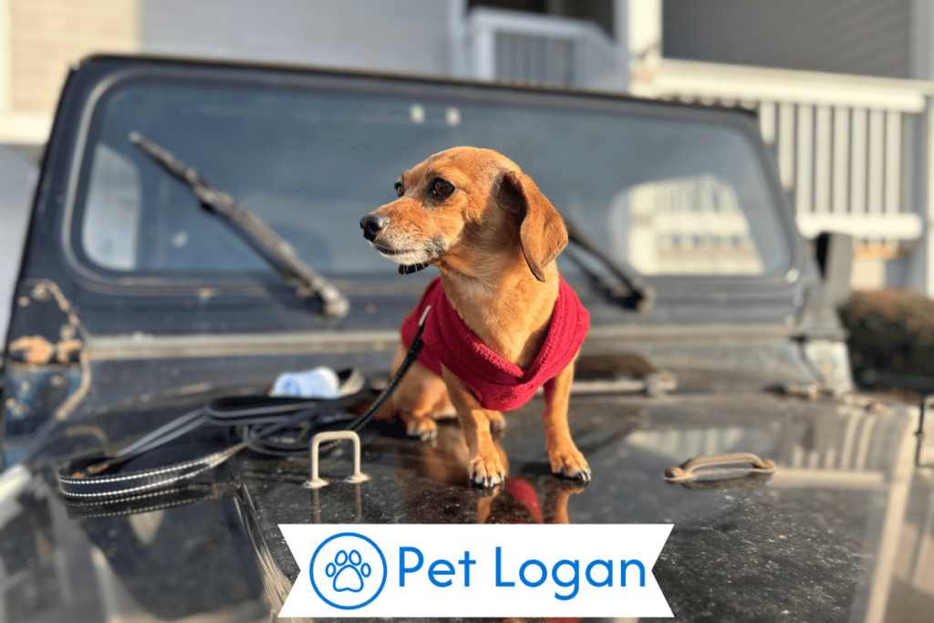 250+ Cool And Catchy Jeep Dog Names For Your Adventurous Pup 1 Cute Jeep Dog Names
