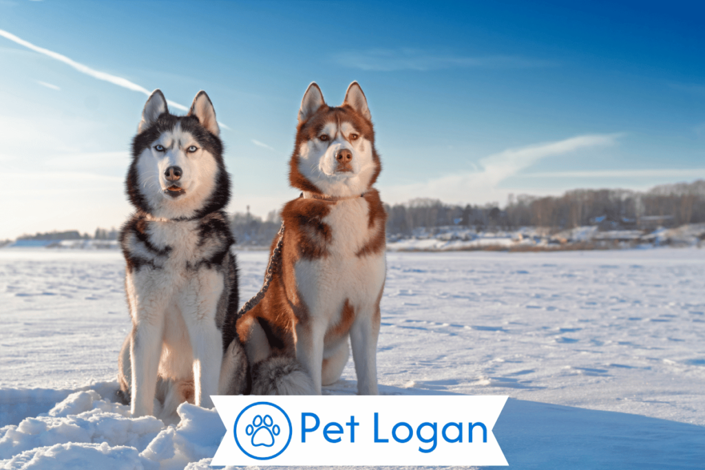 300+ Cool And Catchy Siberian Husky Names For Your Blue Eyes Pup 1 Cool Siberian Husky Names