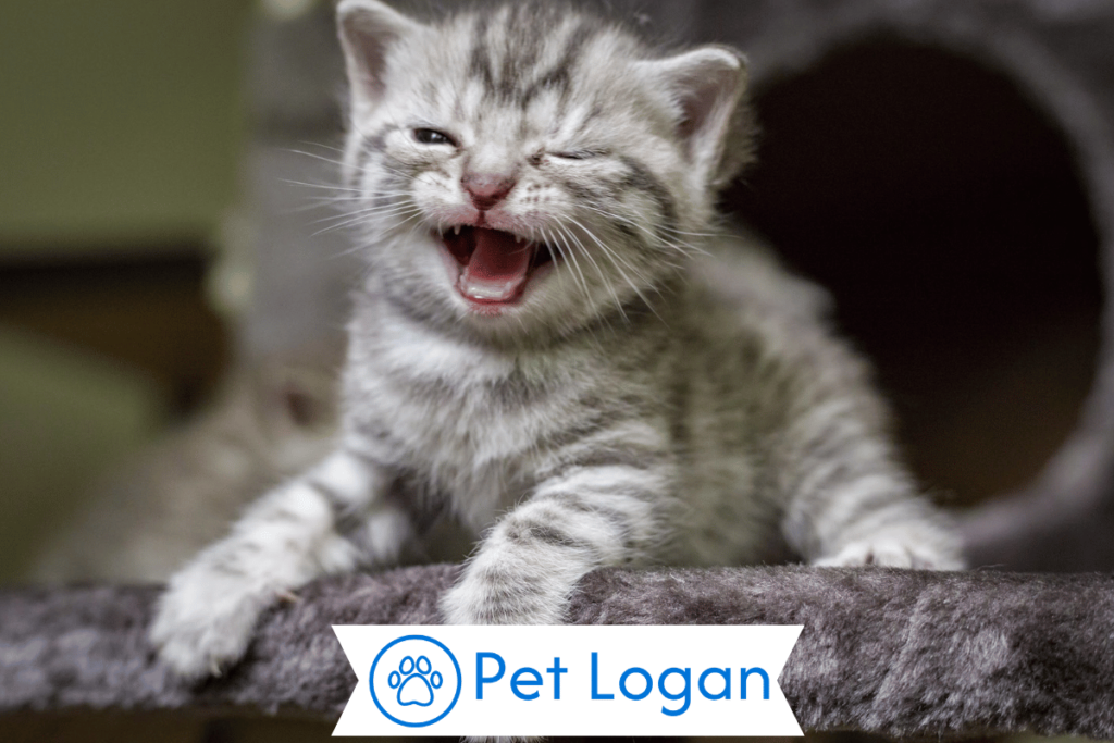 250+ Cool And Catchy Spiritual Cat Names For Your Cute Kitten 2 Unique Spiritual Cat Names