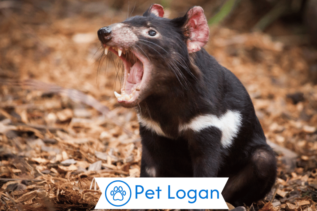 300+ Cool And Catchy Tasmanian Devil Names For Furry Buddy 1 Cool Tasmanian Devil Names