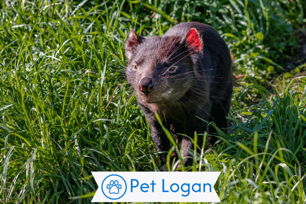 300+ Cool And Catchy Tasmanian Devil Names For Furry Buddy 2 Unique Tasmanian Devil Names