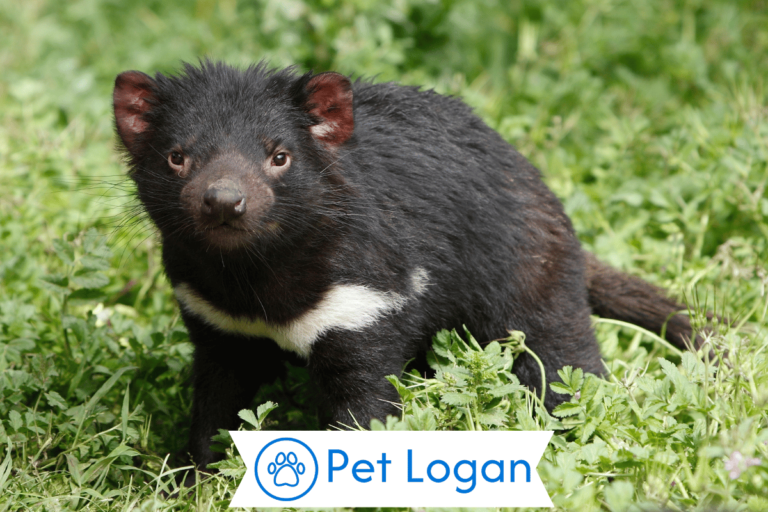 tasmanian-devil