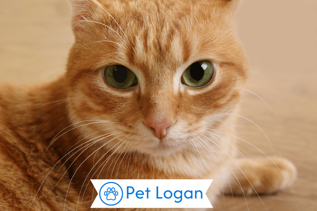 250+ Cute And Catchy Brown Cat Names For Your Brownie Kitten 2 Unique Brown Cat Names