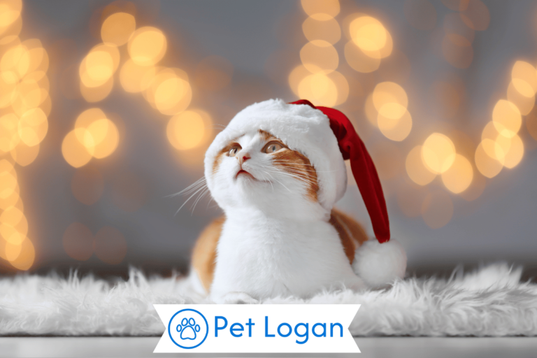 Christmas Cat