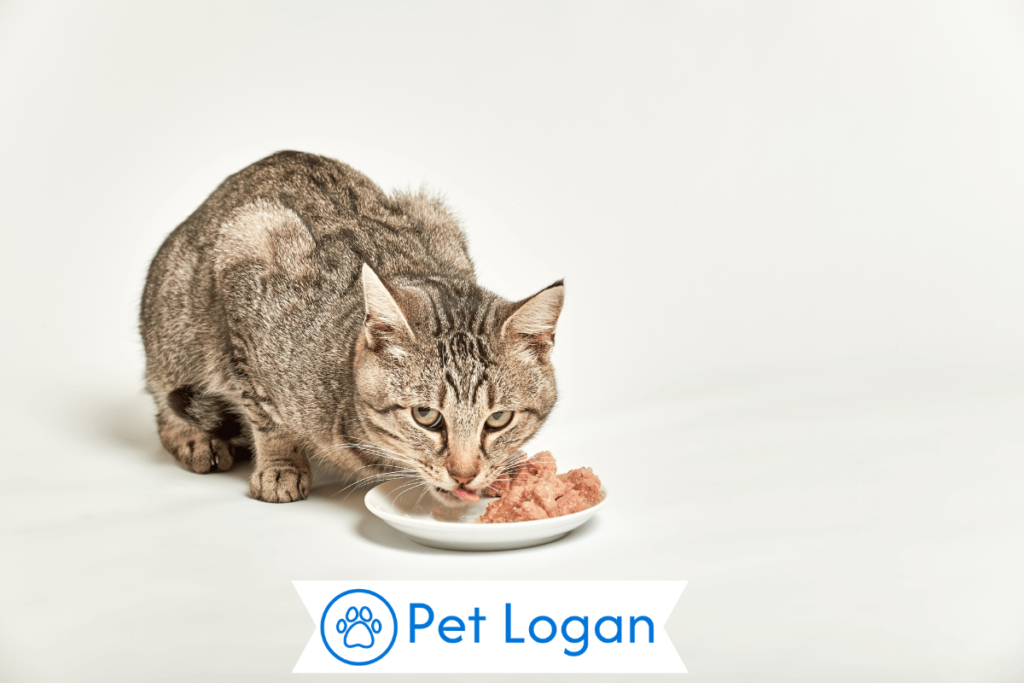 300+ Cute And Catchy Food Inspired Cat Names For Your Feline 1 Cool Food Inspired Cat Names