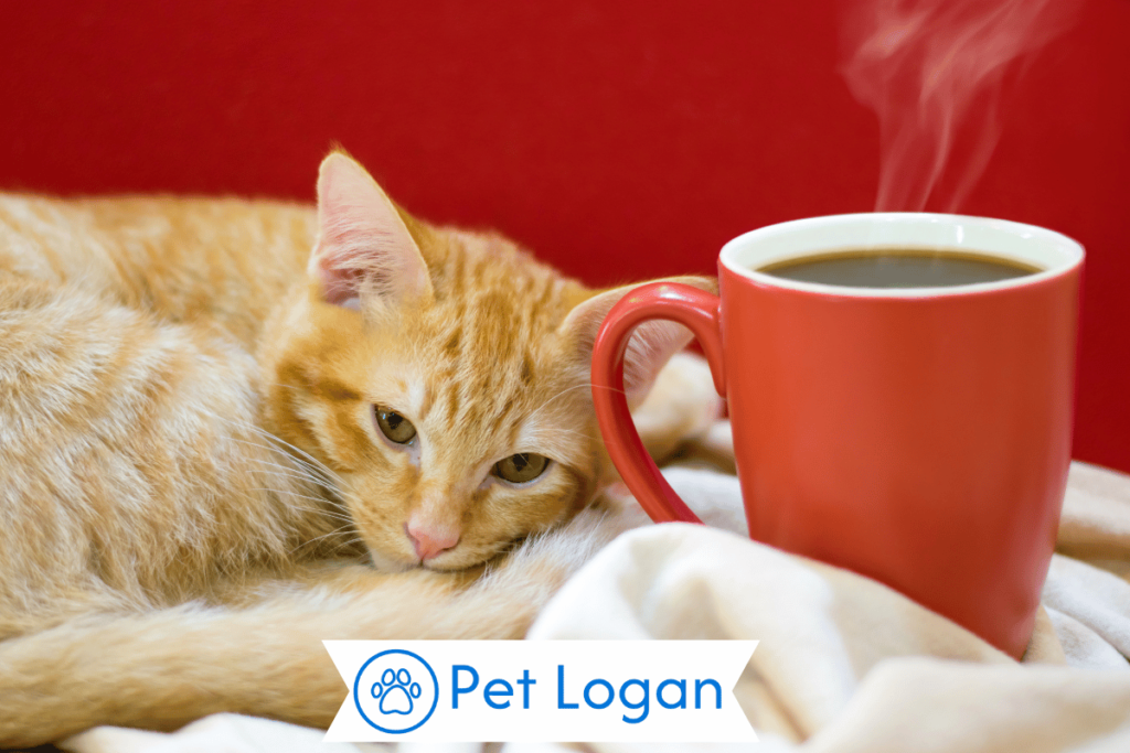 300+ Cute And Catchy Food Inspired Cat Names For Your Feline 2 Unique Food Inspired Cat Names