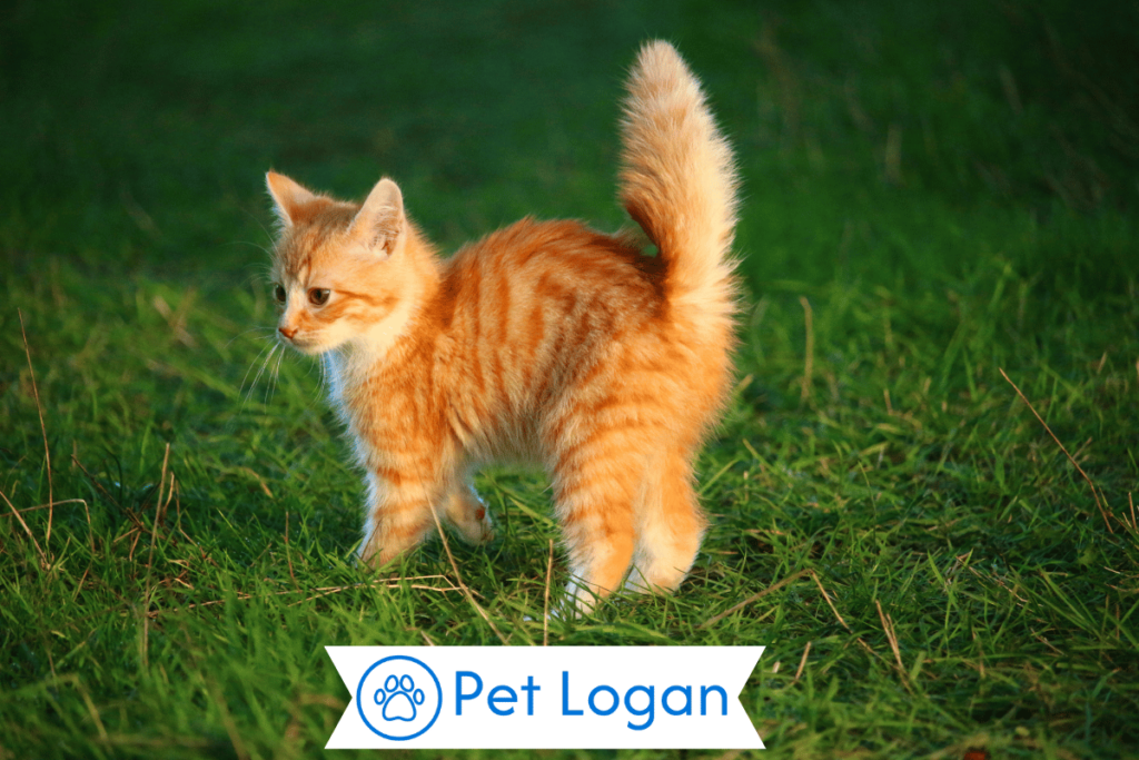 300+ Cool And Catchy Ginger Cat Names For Your Cute Kitten 1 Cute Ginger Cat Names