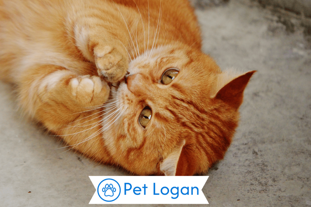 300+ Cool And Catchy Ginger Cat Names For Your Cute Kitten 2 Unique Ginger Cat Names