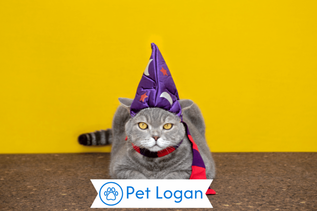 300+ Cool And Catchy Harry Potter Cat Names For Your Magical Kitty 1 Cute Harry Potter Cat Names